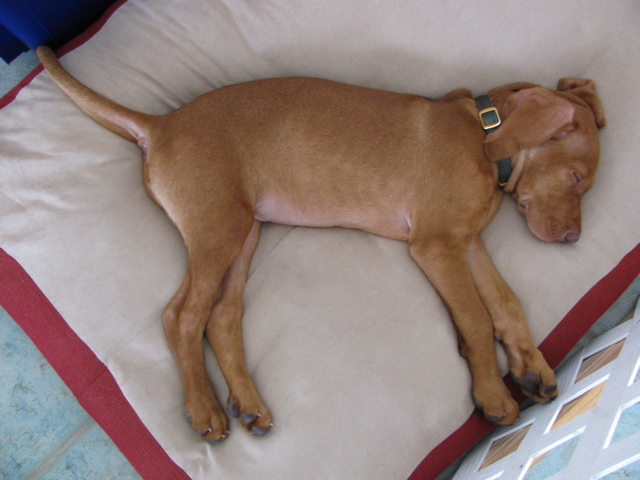 Nap time again.